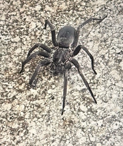 Araña Lobo