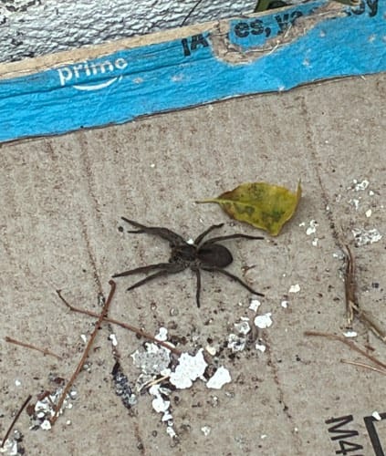 Araña lobo de Carolina