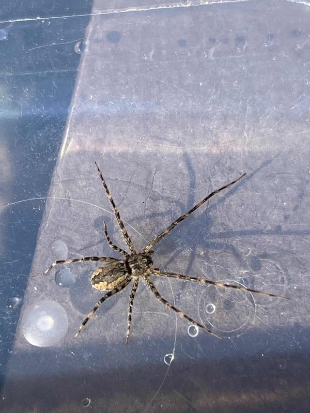 Lycosa erythrognatha (Araña lobo)