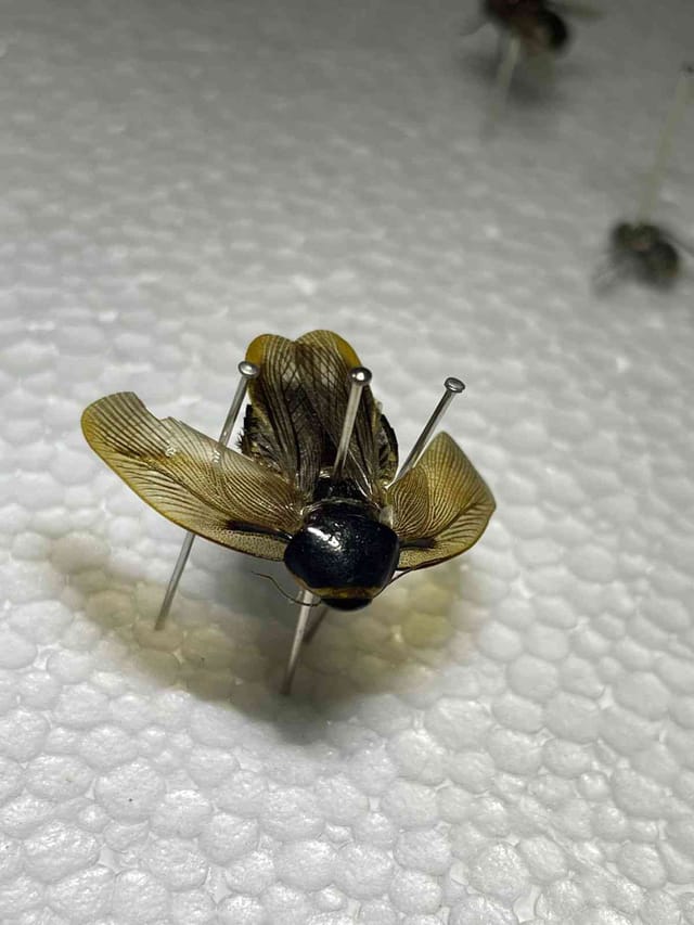 Membrácido de Membracis