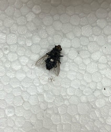 mosca doméstica