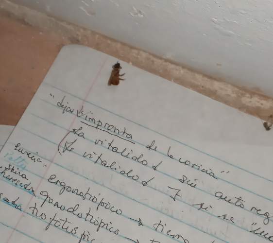 Mosca doméstica