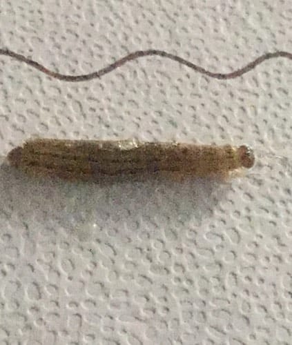 Larvas de Noctuido