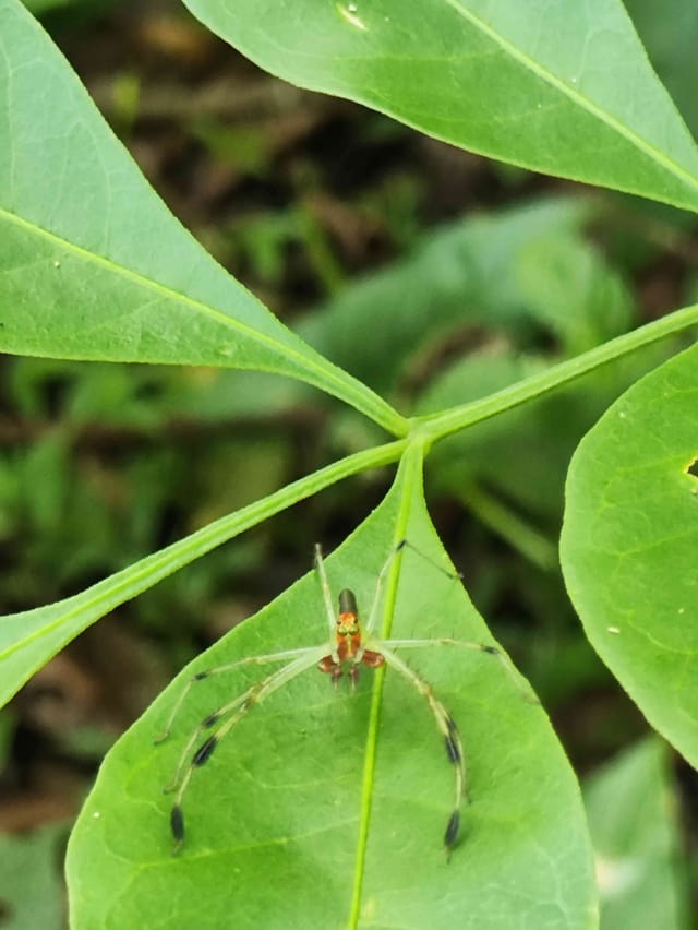 Araña Lagartija Verde