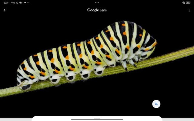 Papilio Machaon (Papilio Tigre o Mariposa Machaon)