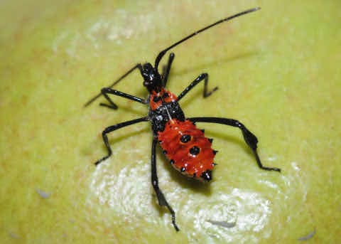 Zelus longipes (una chinche apestosa asesina)