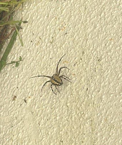 Araña saltarina