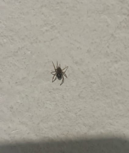 Araña cebra