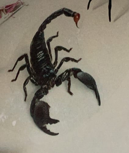 Escorpión emperador
