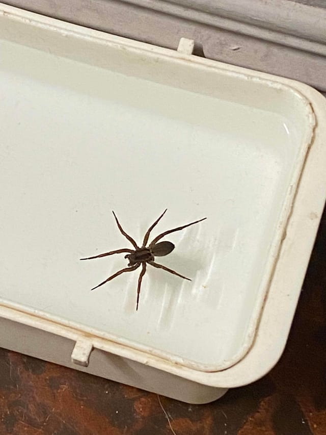 Araña violín