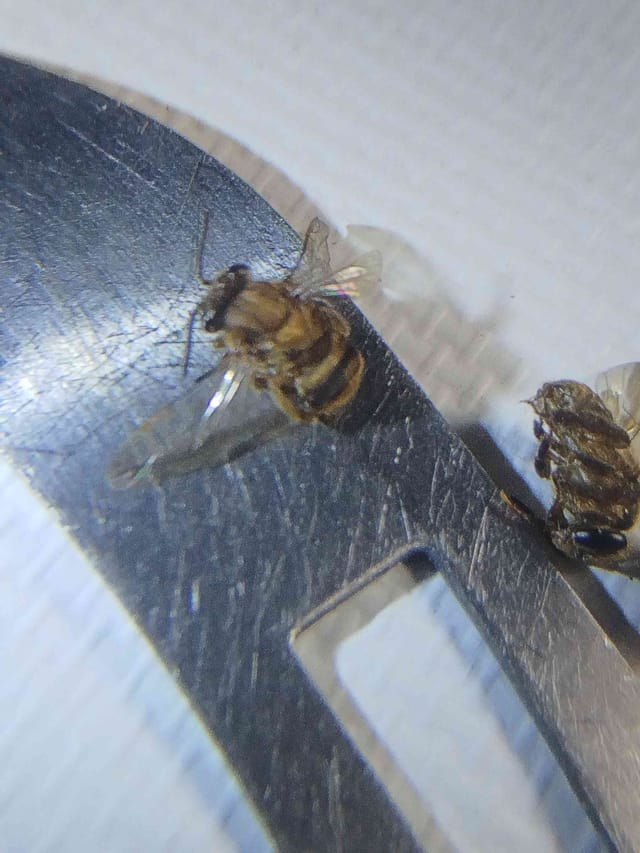 Mosca de las flores
