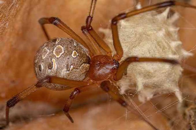 Araña marrón viuda