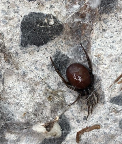 Araña Falsa Viuda