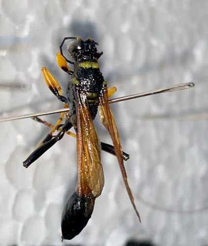 Avispa Mordedora