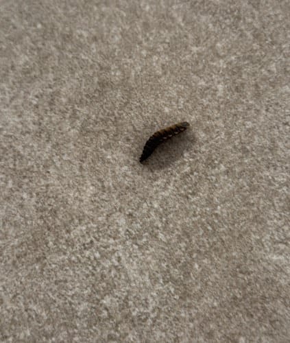 Oruga -  caterpillar