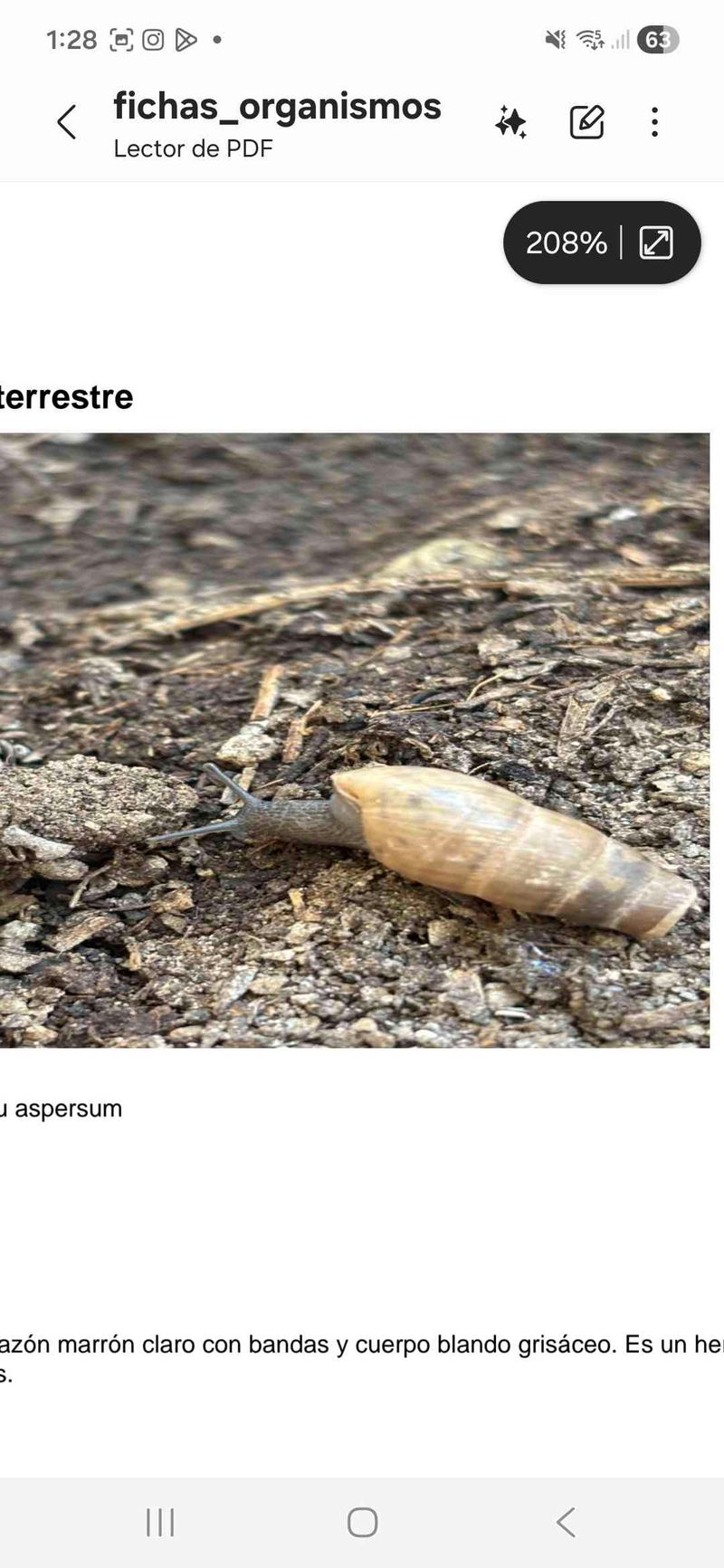 Caracol gigante africano - Lissachatina fulica