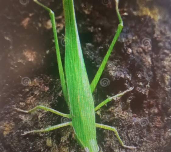 Saltamontes verde -  viridissima