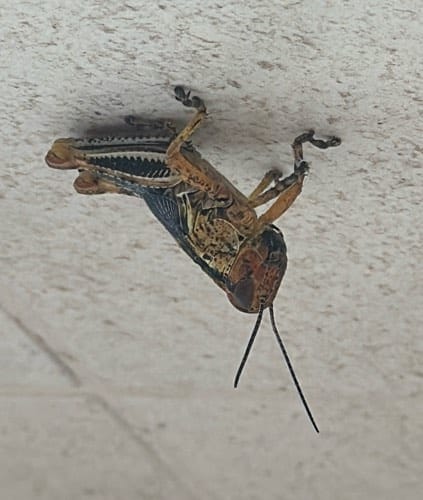 Saltamontes de la Familia Acrididae - Acrida grasshopper