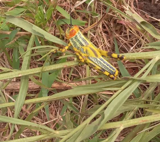 Saltamontes rayado - Zonocerus variegatus