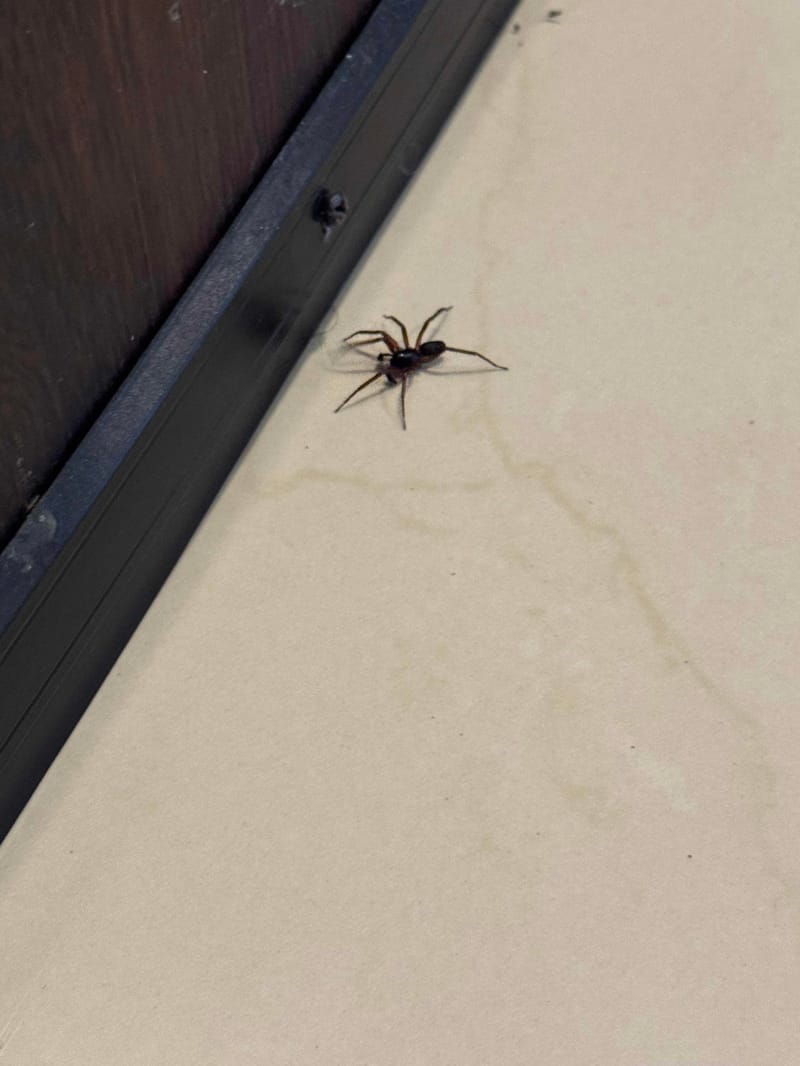 Araña tejedora de manto -  