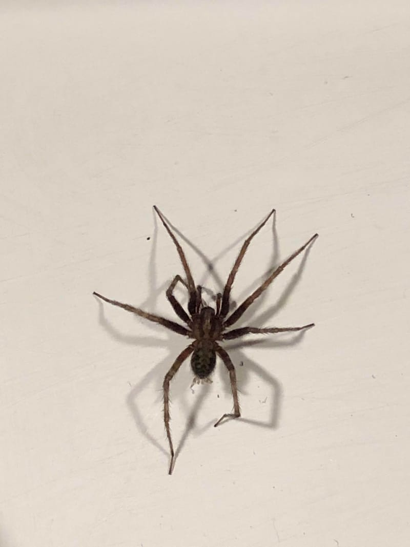 Araña doméstica común - Tegenaria domestica