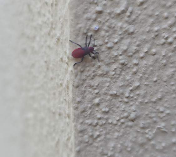 Escarabajos hormiga -  