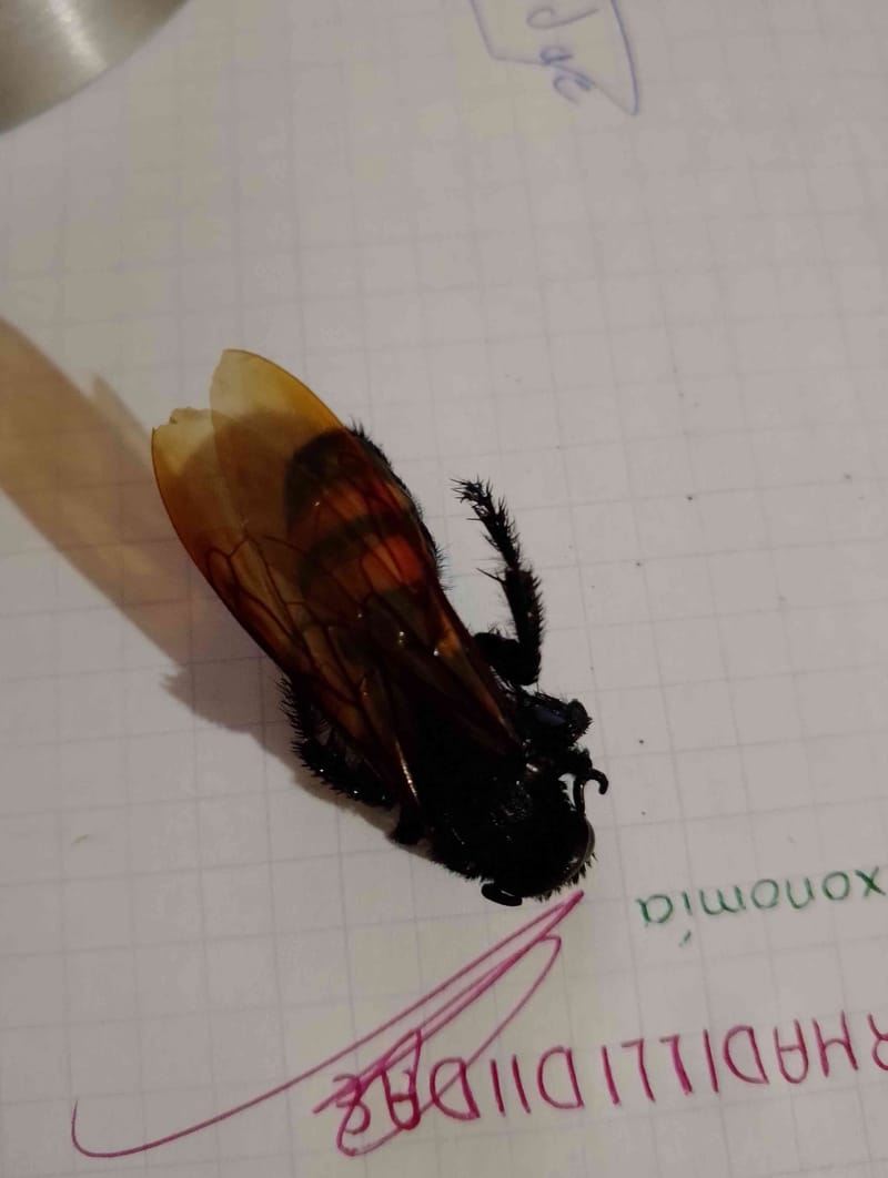 Abejas -  