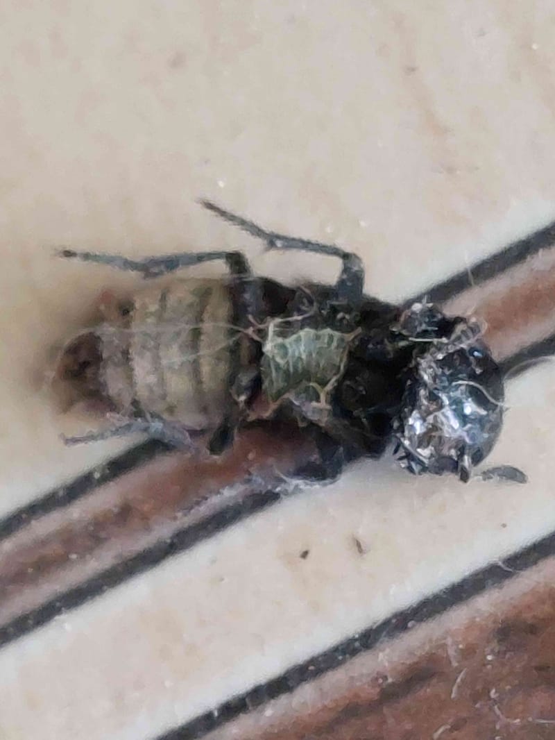 Abeja melífera - apis