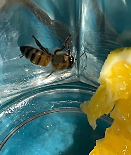 Abeja Europea - Apis mellifera