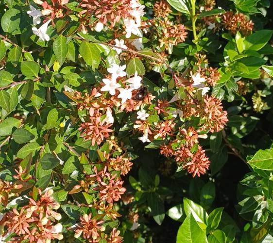 Abejorro - Bombus 