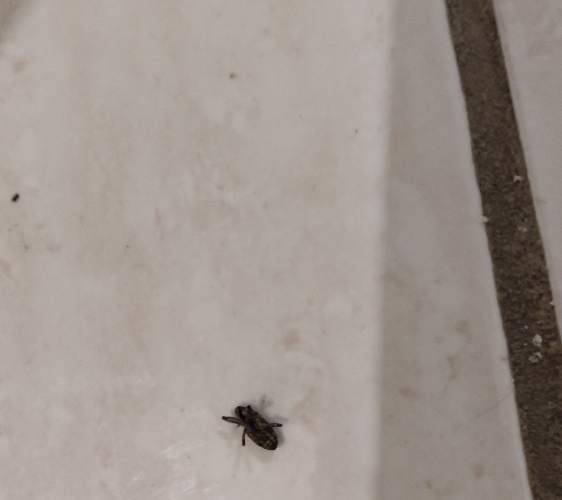 Trigona (abeja sin aguijón) - Trigona 