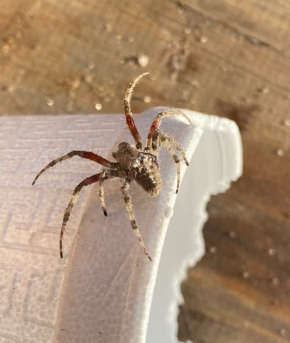 Araña de jardín - Araneus 