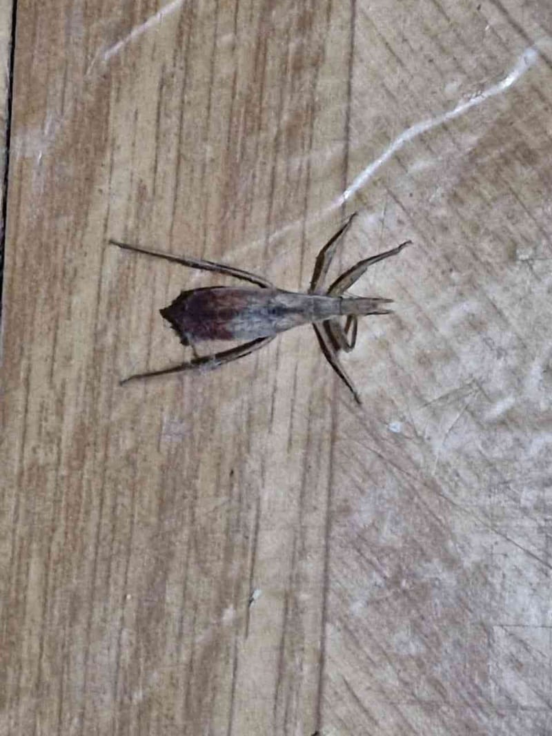 Araña de jardín - Argiope 