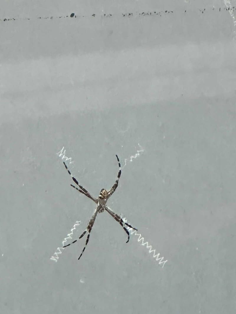 Araña argiope plateada - Argiope argentata