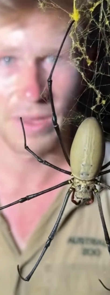 Araña de seda dorada - Nephila 