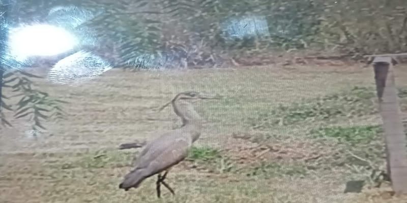 Garza Morada - Ardea cocoi