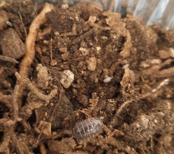 Bicho bolita - Armadillidium 