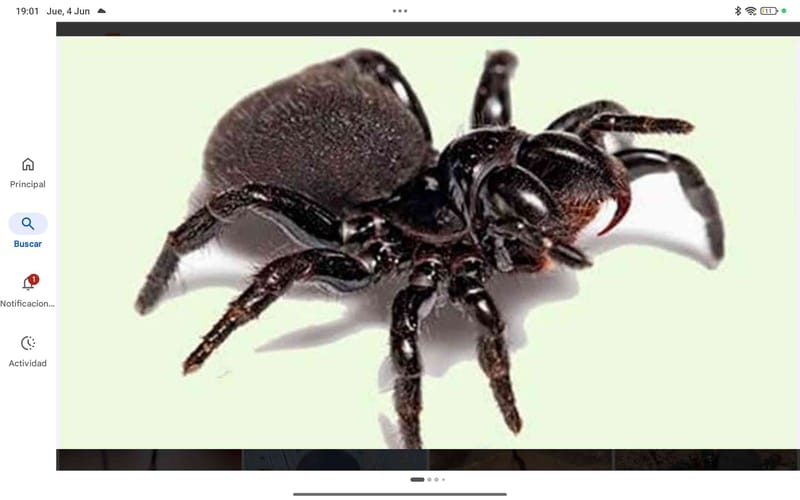 Viuda de la araña de cepo - Atrax robustus