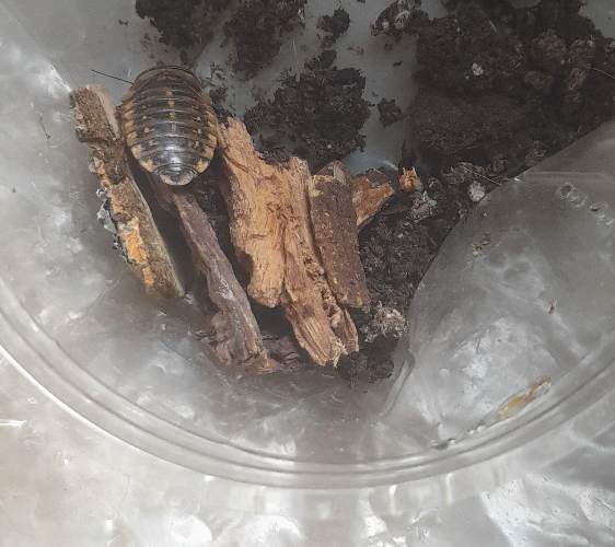 Cucaracha de Dubia - Blaptica dubia