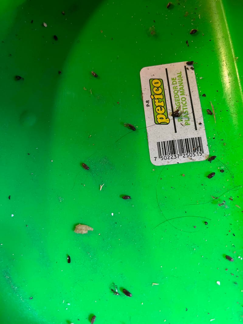 Cucaracha -  