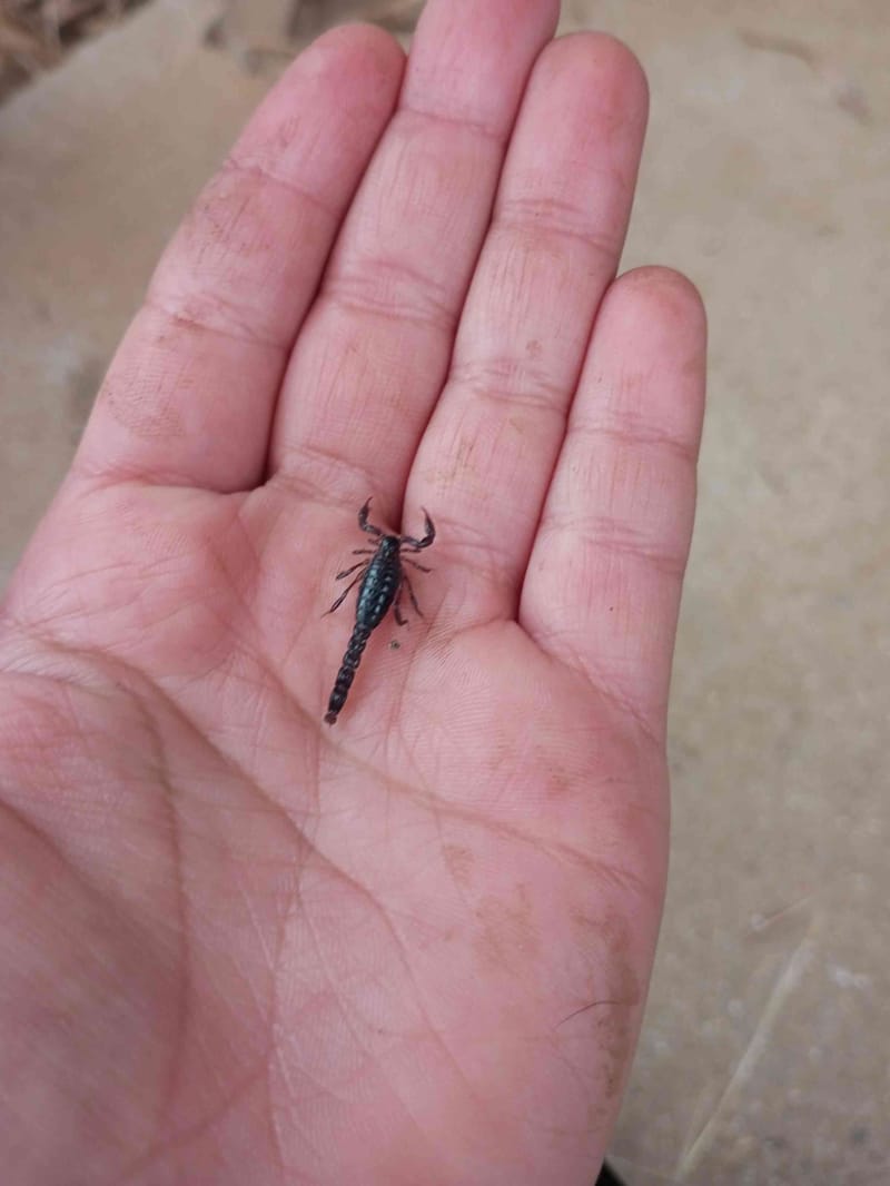 Alacrán de tierra de la familia Bothriuridae - Bothriurus 