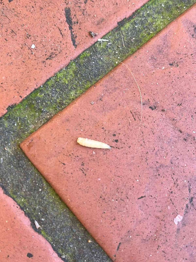 Mosca verde metálica -  