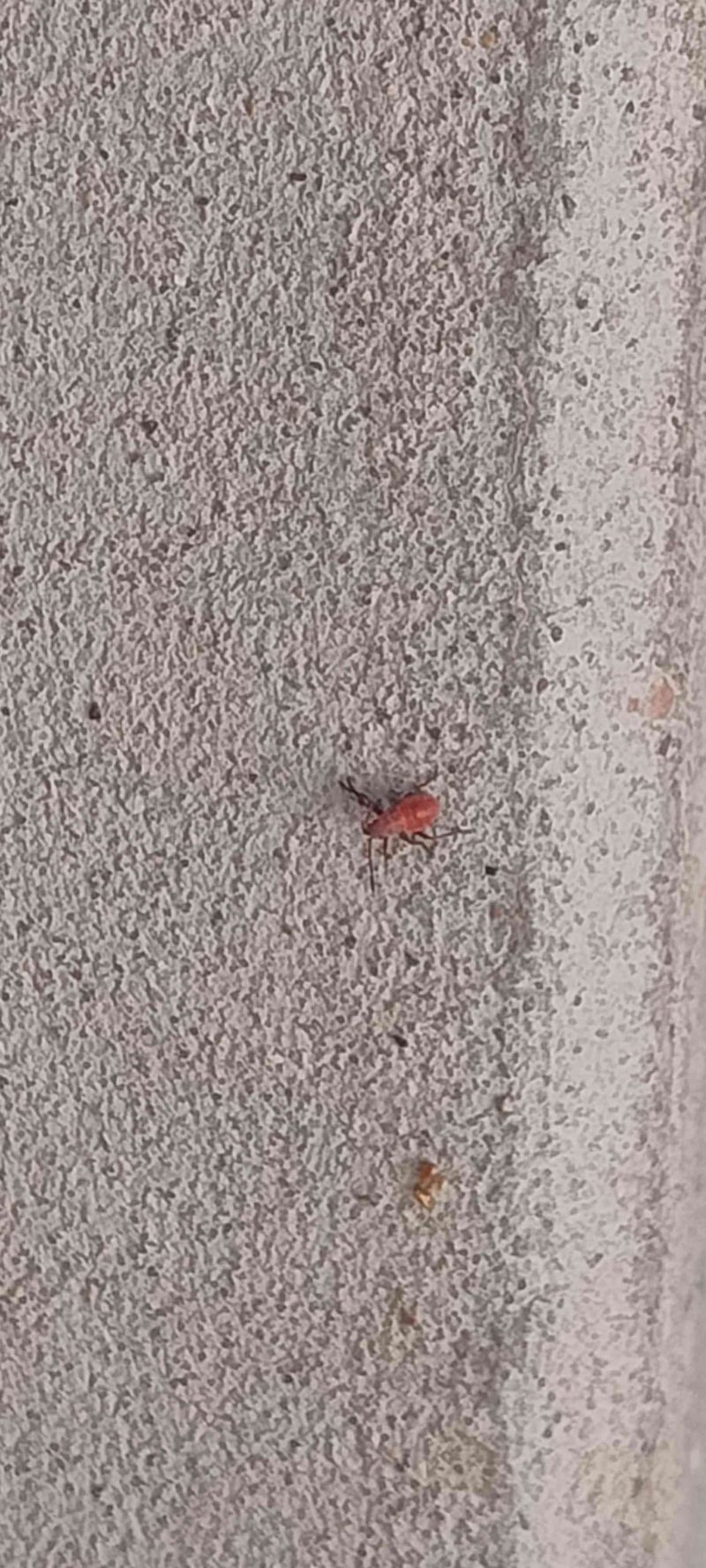 Mosca de las agallas -  Cecidomyia