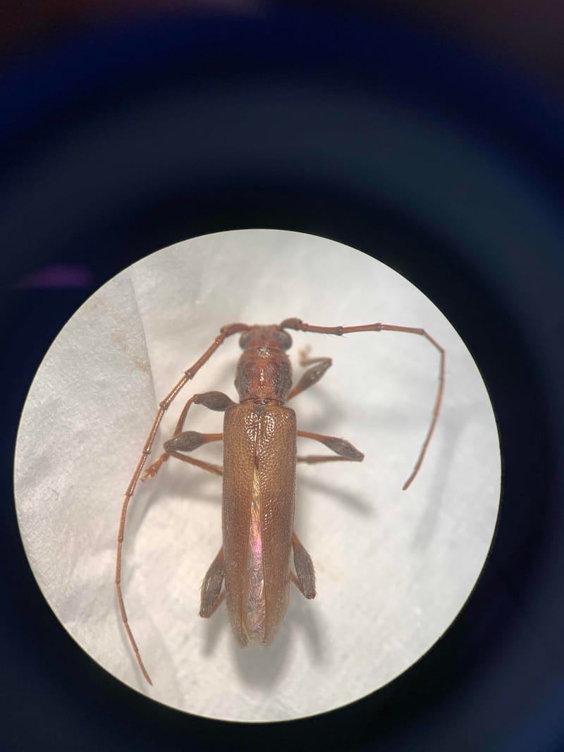 Escarabajos longicornios -  