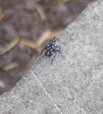 Escarabajo de cuernos largos asiático - Anoplophora glabripennis