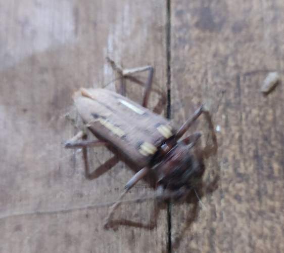 Capacito gigante - Macrodontia 