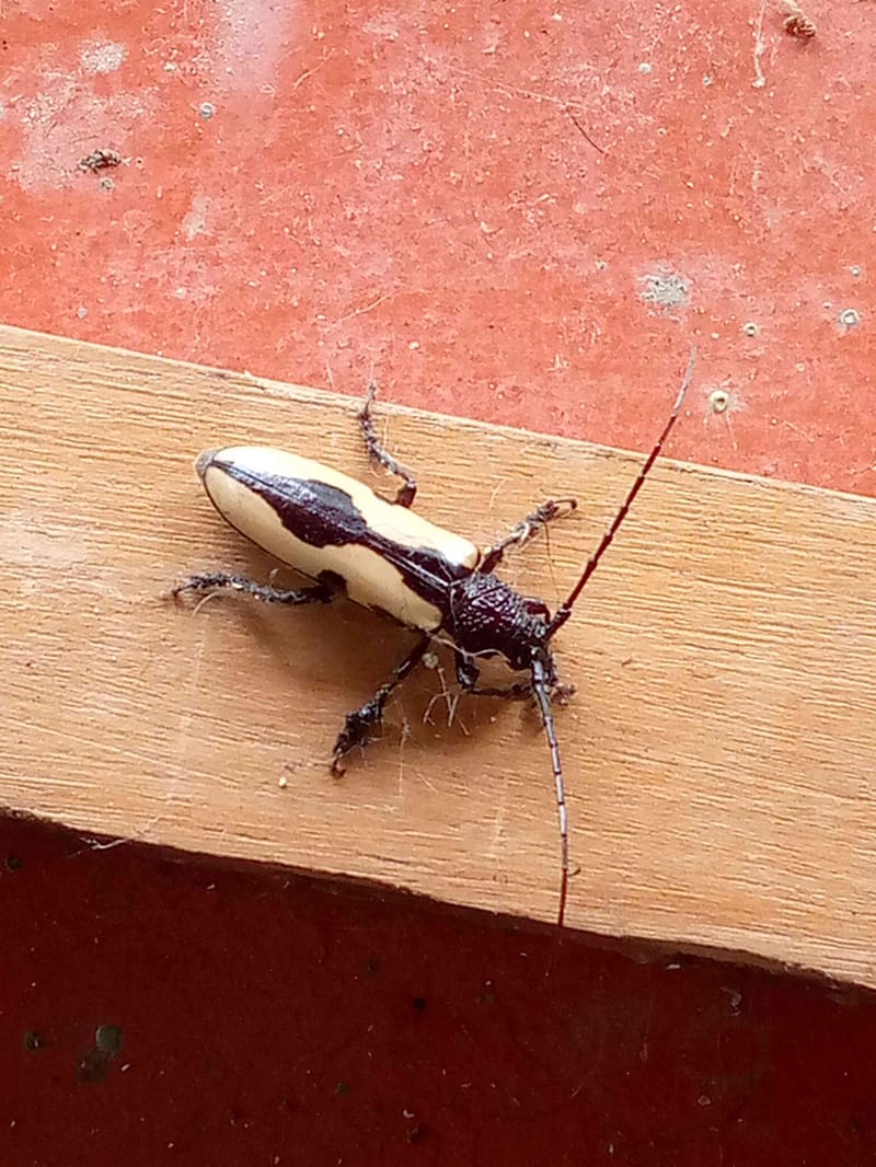 Escarabajo longicornio de Neoclytus - Neoclytus 