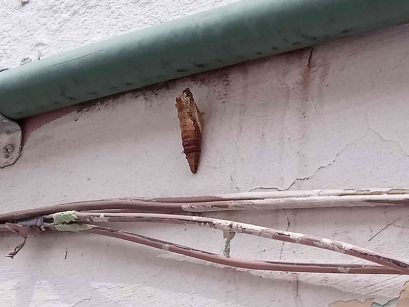 Oruga de Ceratocampidae -  caterpillar