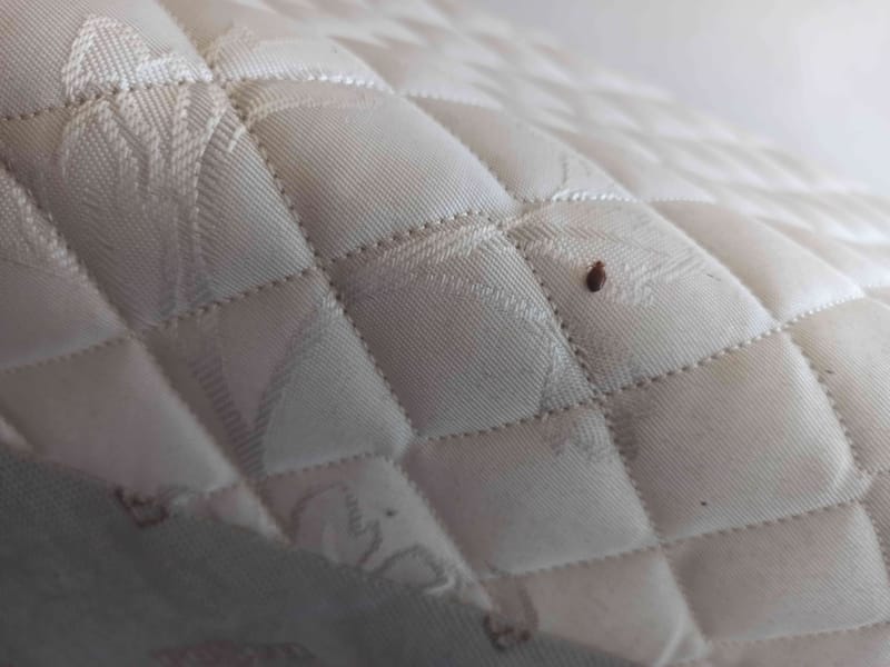 Chinche de cama - Cimex lectularius