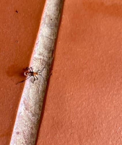 Leptoglossus (pulgón con patrones en forma de cometa) - Leptoglossus 